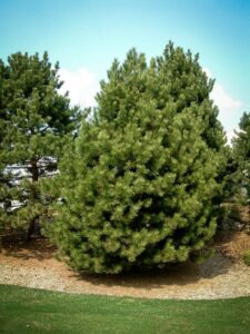 Сосна Чёрная (Pinus Nigra) купить по цене от 270.00р. в интернет-магазине «Посадика» с доставкой почтой в в Зарайске и по всей России – [изображение №1].