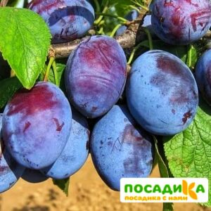 Слива Чачакская ранняя купить по цене от 229.00р. в интернет-магазине «Посадика» с доставкой почтой в в Зарайске и по всей России – [изображение №1].