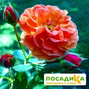 Роза Арабия купить по цене от 350.00р. в интернет-магазине «Посадика» с доставкой почтой в в Зарайске и по всей России – [изображение №1].