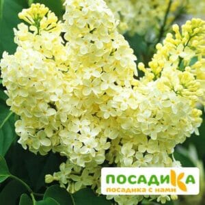 Сирень Примроуз (Primrose) купить по цене от 529.00р. в интернет-магазине «Посадика» с доставкой почтой в в Зарайске и по всей России – [изображение №1].