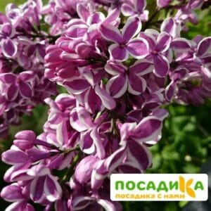 Сирень Сенсация купить по цене от 529.00р. в интернет-магазине «Посадика» с доставкой почтой в в Зарайске и по всей России – [изображение №1].