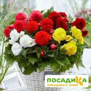 Бегония Фимбриата купить по цене от 235р. в интернет-магазине «Посадика» с доставкой почтой в в Зарайске и по всей России – [изображение №1].