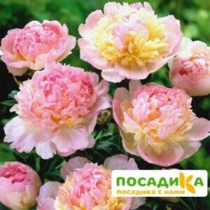 Пион Распберри Сандей (Paeonia Raspberry Sundae) купить по цене от 959р. в интернет-магазине «Посадика» с доставкой почтой в в Зарайске и по всей России – [изображение №1].