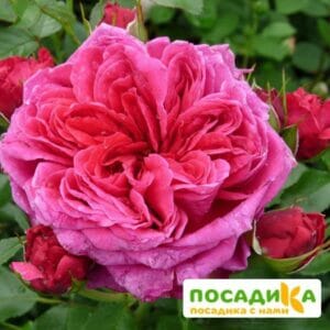Шраб Роза Соул купить по цене от 390.00р. в интернет-магазине «Посадика» с доставкой почтой в в Зарайске и по всей России – [изображение №1].