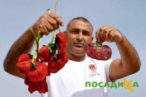 Клубника Гигант Джорнея купить по цене от 266р. в интернет-магазине «Посадика» с доставкой почтой в в Зарайске и по всей России – [изображение №1].