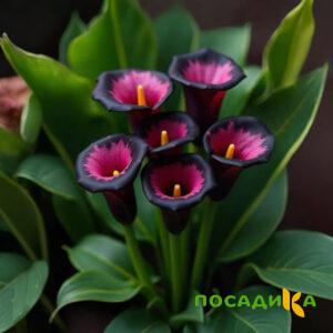 Калла Аура Лейс купить по цене от 400р. в интернет-магазине «Посадика» с доставкой почтой в в Зарайске и по всей России – [изображение №1].