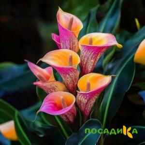 Калла Оникс купить по цене от 450р. в интернет-магазине «Посадика» с доставкой почтой в в Зарайске и по всей России – [изображение №1].