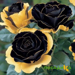Роза Ханни Сикл купить по цене от 700р. в интернет-магазине «Посадика» с доставкой почтой в в Зарайске и по всей России – [изображение №1].
