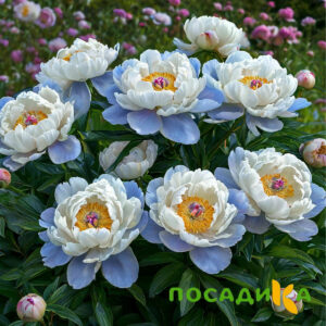 Пион акварельный Этюд купить по цене от 806р. в интернет-магазине «Посадика» с доставкой почтой в в Зарайске и по всей России – [изображение №1].