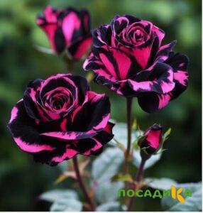 Роза Багровый Шепот купить по цене от 366р. в интернет-магазине «Посадика» с доставкой почтой в в Зарайске и по всей России – [изображение №1].