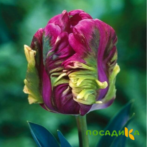 Тюльпан Экзотик Хэвен купить по цене от 186р. в интернет-магазине «Посадика» с доставкой почтой в в Зарайске и по всей России – [изображение №1].