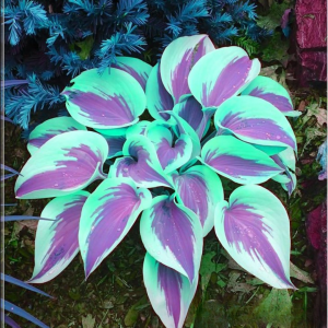 Хоста Висперин Бьюти купить по цене от 379р. в интернет-магазине «Посадика» с доставкой почтой в в Зарайске и по всей России – [изображение №1].